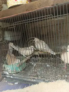 Jual burung anakan puter pelung sepasang