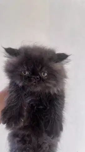 Persia kitten flatnose gembul
