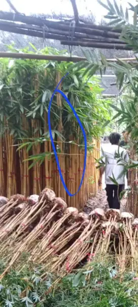 Jual bambu kuning kerisik
