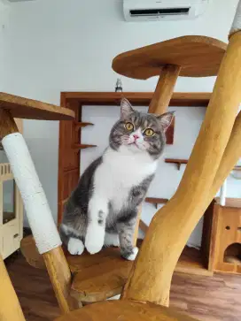 OPEN ADOPT KUCING Male. DoB 140324. Pet/breed.