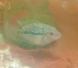 Ikan lohan kamfa f2 gen Thailand sz 5cm up.