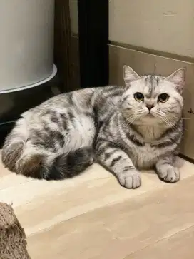 OPEN ADOPT KUCING Female. DoB 140324. Pet/breed.