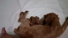 Puppies poodle kosongan