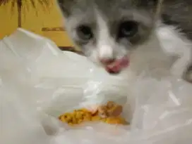 Kitten 2 bulan Russian Blue mix Angora