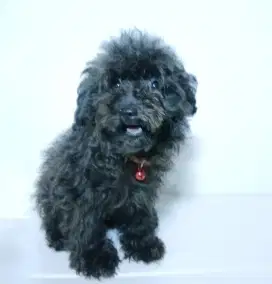 Black Female Toy Poodle - Pudel Betina
