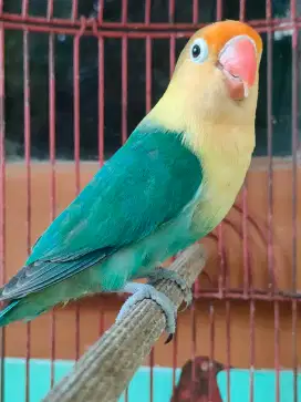 Burung Love Bird PB