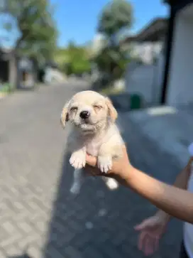 Anakan Pom mix Jantan/Betina