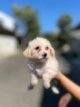 Anakan Pom mix Jantan/Betina