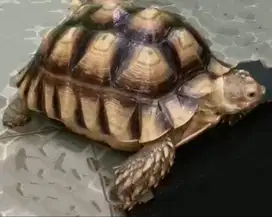 kura kura sucata
