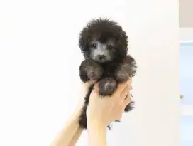 silver teacup poodle non stb semi hibah