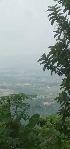Jual Kebun Jati luas 16,000m2, usia pohon diatas 17th, harga nego