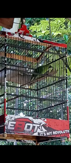 Burung muda 1x nyulam bu