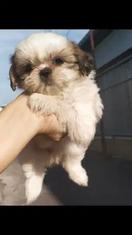 dijual anak anjing shihtzu betina stbm, vaksin