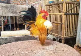 Ayam serama hias