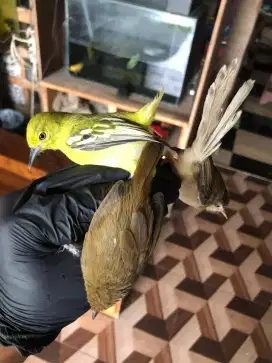 Borongan 3 burung sirpu klik jengot mini murah