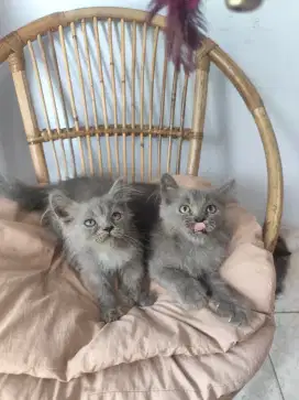 Persia x himalaya x bsh usia +- 2 sd 3 bln