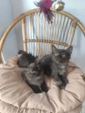 Persia x himalaya x bsh usia 3,5 bln