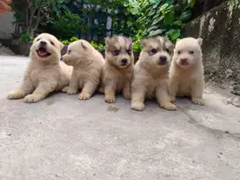For Sale & Booking Puppy HUSKY