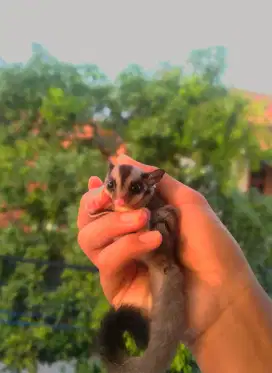 Sugar Glider Classic Grey Het Caramel