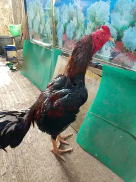 Ayam bangkok pukul keras plus jalu ayam tehnik