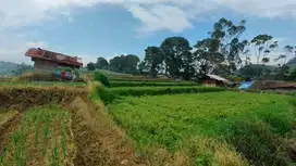 Lahan Strategis cocok untuk perkebunan sayur dan perikanan