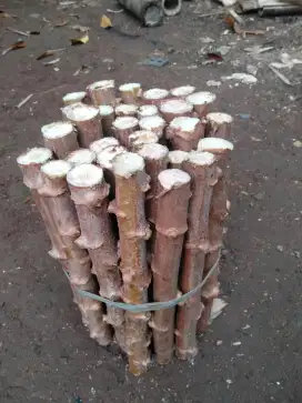 Jual batang singkong
