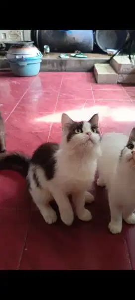 La kucing jantan silangan ragdoll x peaknose
