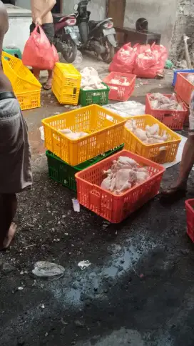 Jual daging ayam segar