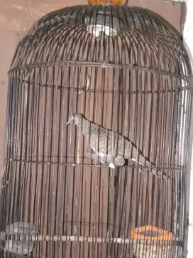 burung perkutut bangkok