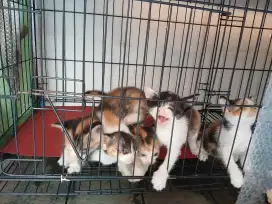FREE Adopsi Kitten Calico All Betina