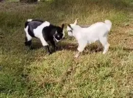 sepasang anakan kambing pygmi asli ori Full blood 3 bulan TB 30cm unik