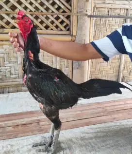 Ayam Bangkok ( Pama Kuda Lari )