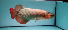 Arwana Sr size 40 up, ikan cakep mulus, mulut rapi
