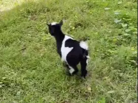 sepasang anakan kambing mini pygmi 3 bulanan TB 30cm full blood exotik