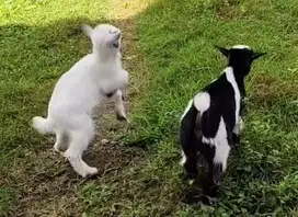 sepasang anakan kambing mini pygmi 3 bulanan TB 30cm full blood exotik