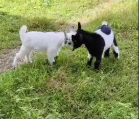 sepasang anakan kambing mini pygmi 3 bulanan TB 30cm full blood exotik