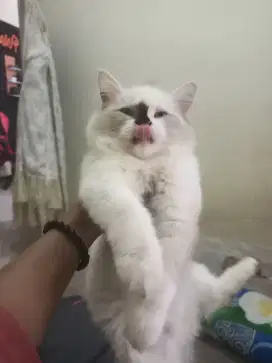 Lepas adop krna udah pindah kerja