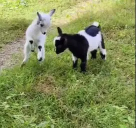 sepasang anakan kambing pygmi kambing mini hias 3 bln TB 30cm original