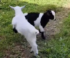sepasang anakan kambing pygmi kambing mini hias 3 bln TB 30cm original