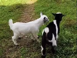 sepasang anakan kambing hias pygmi mini TB 30cm 3 bulanan exotik puas
