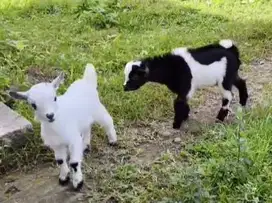 sepasang anakan kambing hias pygmi mini TB 30cm 3 bulanan exotik puas