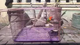 Sangkar ternak LOve bird
