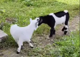 sepasang anakan kambing mini hias pygmi 3 bln ori full blood exotik ok