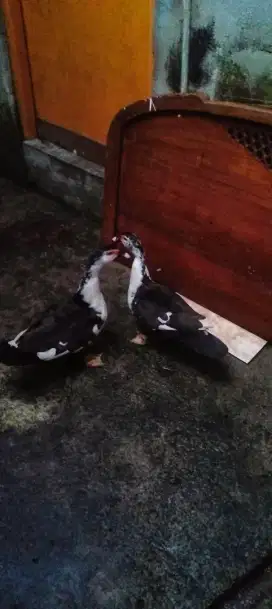 2 ekor 400rb entok/bebek warna hitam