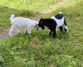sepasang anakan kambing mini pygmi TB 30cm 3 bln exotik original unik