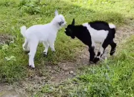 sepasang anakan kambing mini pygmi TB 30cm 3 bln exotik original unik