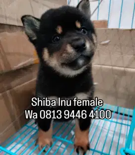 Jual anakan Shiba Inu black tan(warna langka) female
