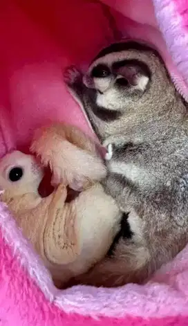 Sugar glider sepasang