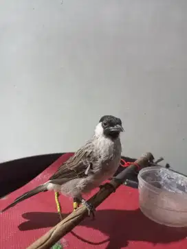 Kutilang Rawatan