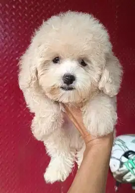 Toy Poodle Jantan